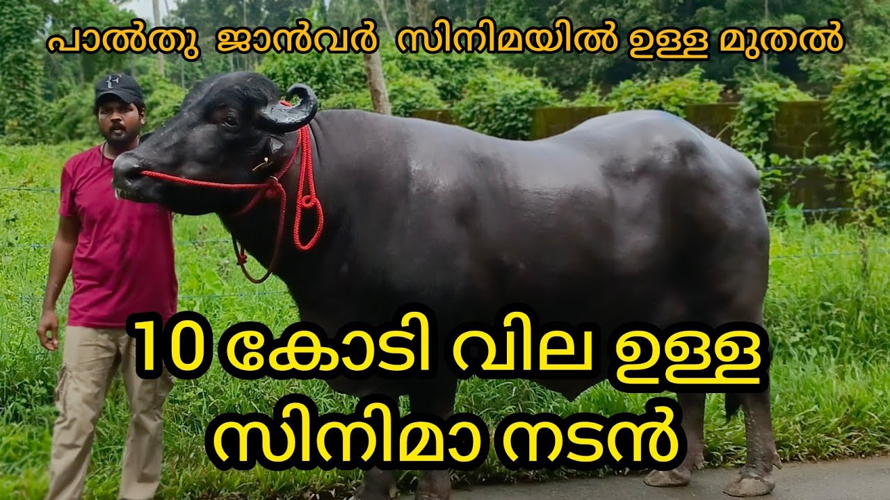 കമാന്റോ പാൽതു ജാൻവർ സിനിമാ നടൻ 🥰|ഇന്ത്യയിലെ ഏറ്റവും വലിയ പോത്ത് 🥰|Palthu janvar Filim |Palthujanvar