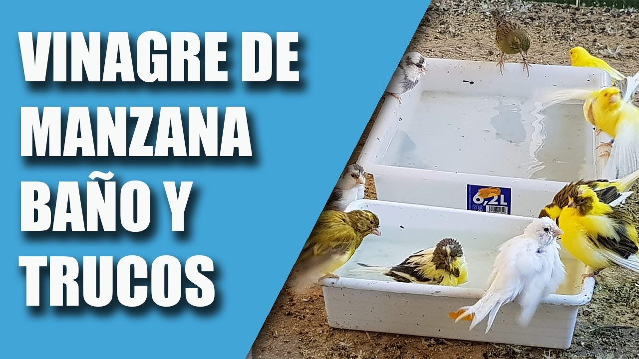 CRIA CANARIOS (VINAGRE DE MANZANA, BAÑO, TRUCOS) 2019