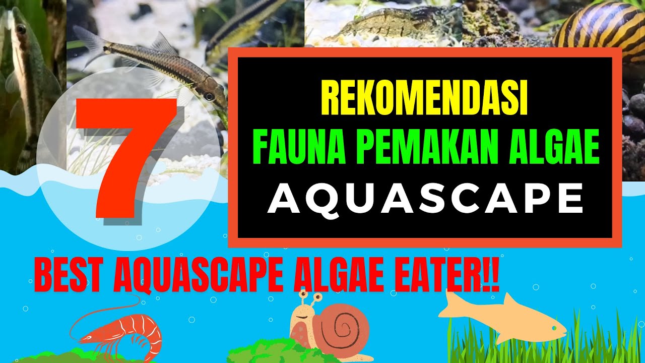 7 Rekomendasi FAUNA PEMAKAN ALGAE Aquascape | Best Aquascape Algae Eater