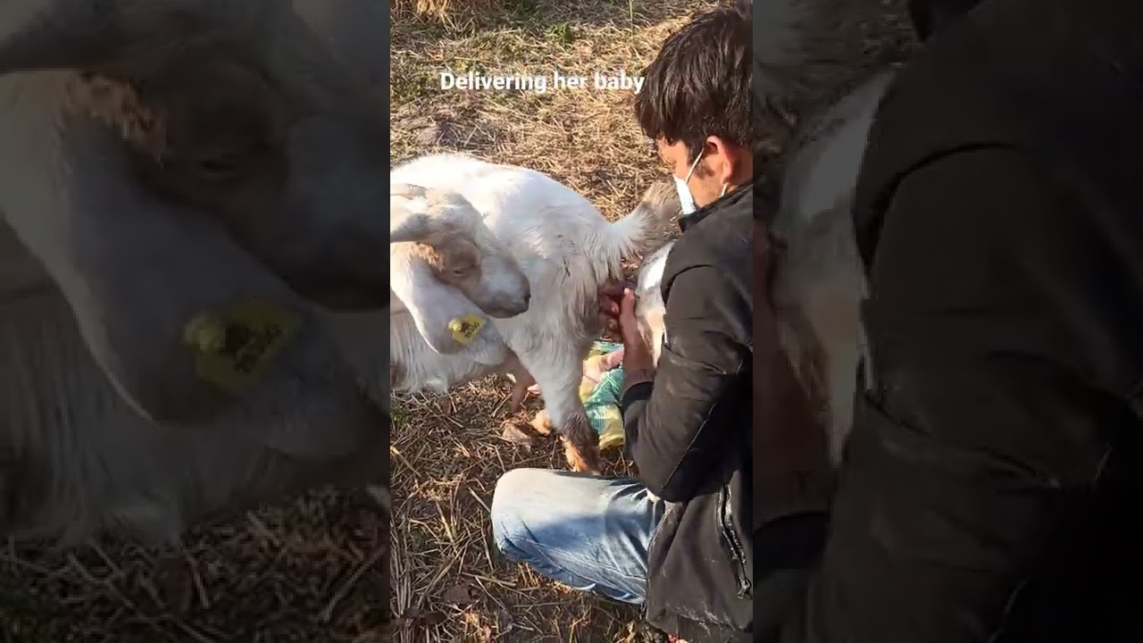 goat giving birth