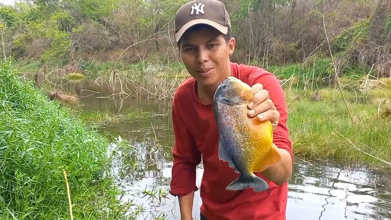 Encontrei  um  lago infestado de peixe 