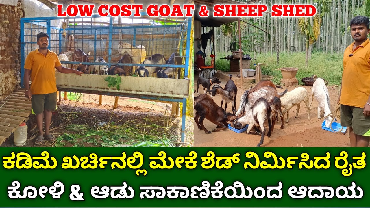 ಕಡಿಮೆ ಖರ್ಚಿನಲ್ಲಿ ಮೇಕೆ ಶೆಡ್ ನಿರ್ಮಿಸಿದ ರೈತ | ಮೇಕೆ ಸಾಕಾಣಿಕೆ low cost goat shed | high-tech goat cage