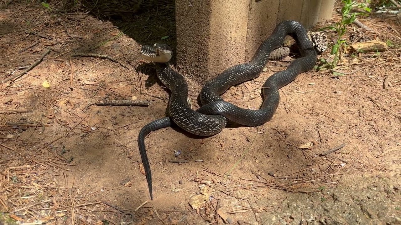 Beautiful Rat Snake