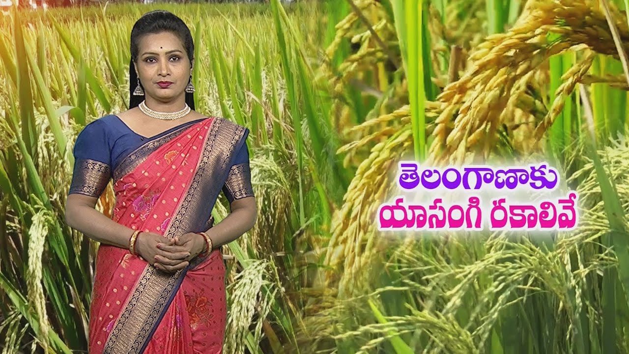 తెలంగాణకు అనువైన యాసంగి వరి రకాలు | Rabi Paddy varieties for Telangana #short duration #short grain