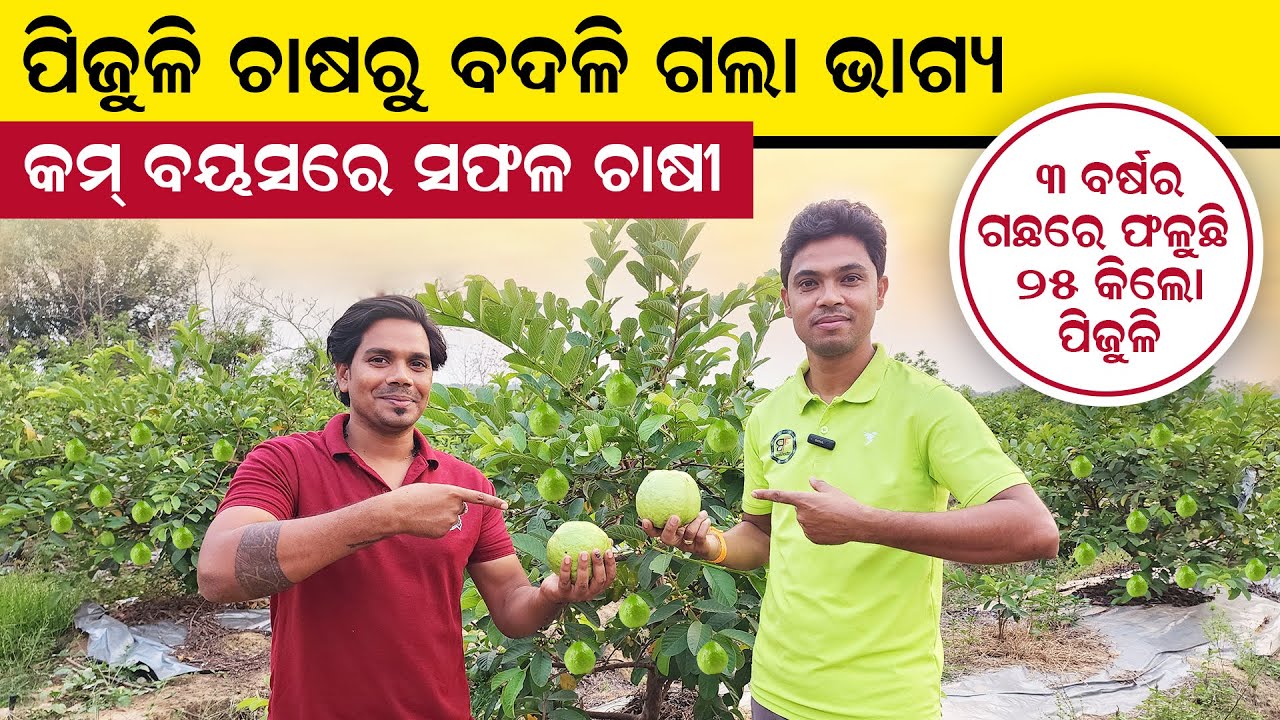 Pijuli chasa odisha [ଓଡିଶା ରେ ସଫଳ ହେଉଛି ପିଜୁଲି ଚାଷ] Guava farming in odisha | my desi farm new video