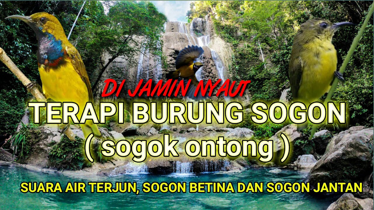 TERAPI BURUNG SOGON ( sogok ontong ) suara air terjun sogon betina dan sogon jantan