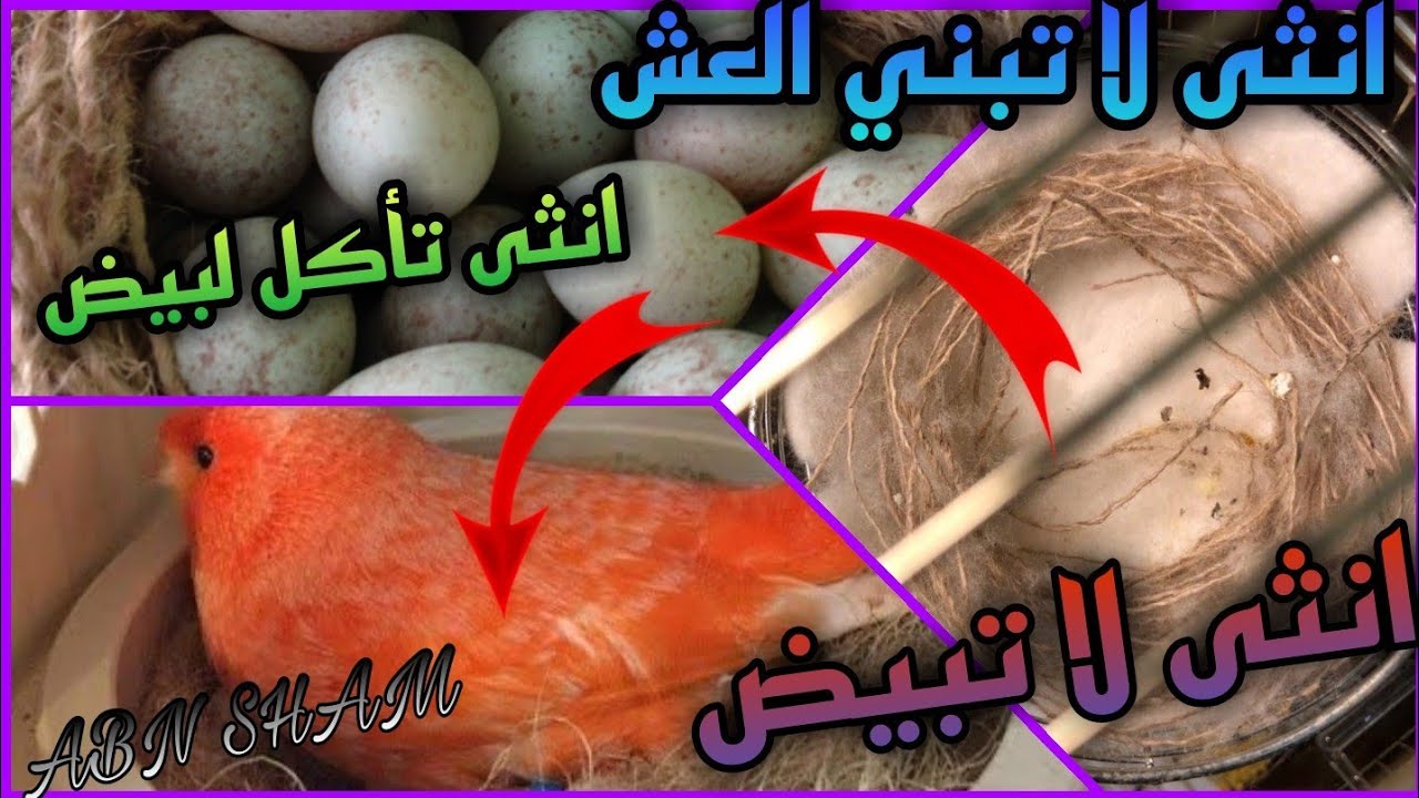 انثى لكناري لا تبني العش/انثى لا تبيض/انثى تاكل بيضها /انثى بكرية لا تلف العش شاهد الأسباب ولحل هنا💪