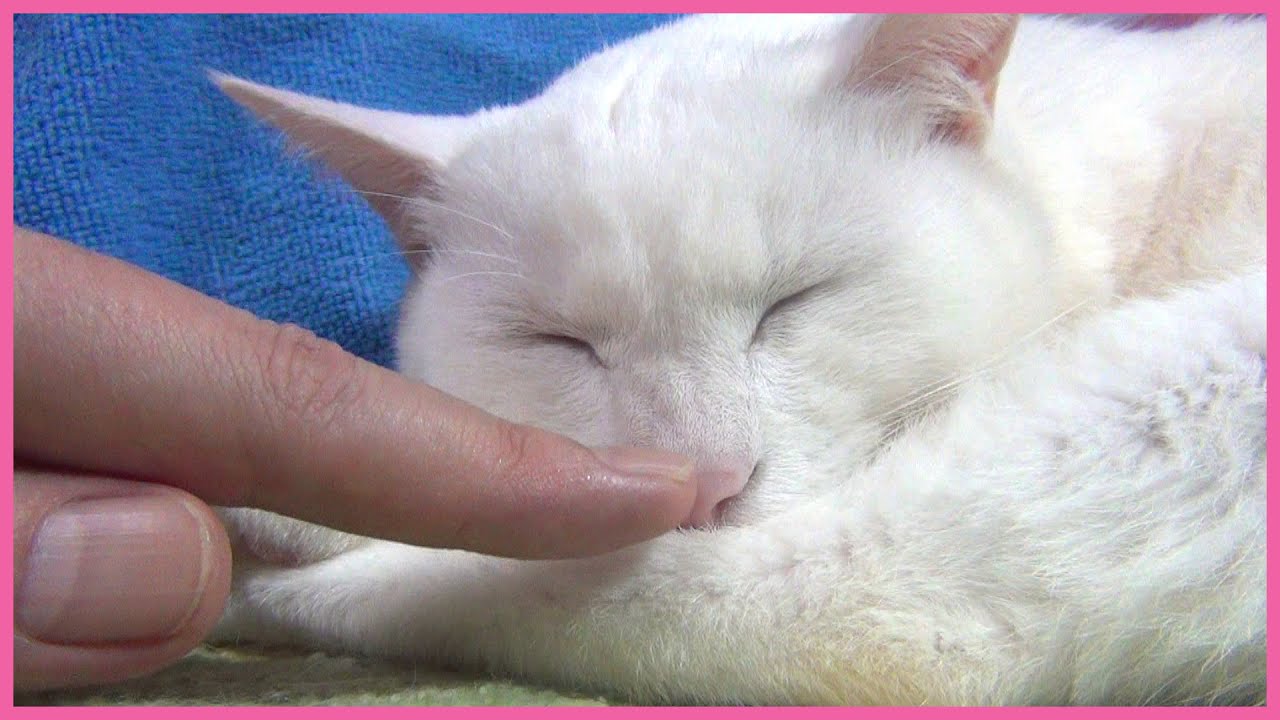 ひたすら指を舐める白猫ユキ White cat Yuki continues licking my finger
