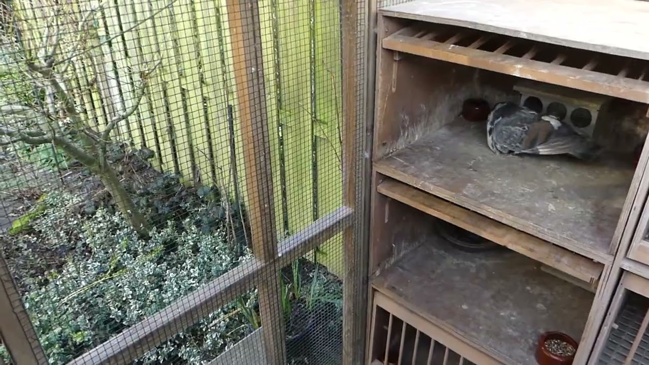 Dutch Pigeons / Dutch Canaria