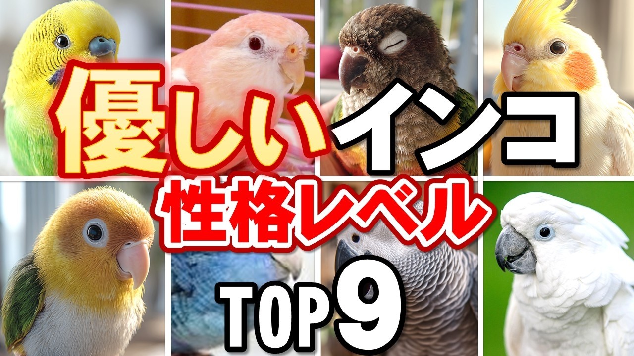 【厳選】飼い主に実は優しいインコランキングTOP９【永久保存版】