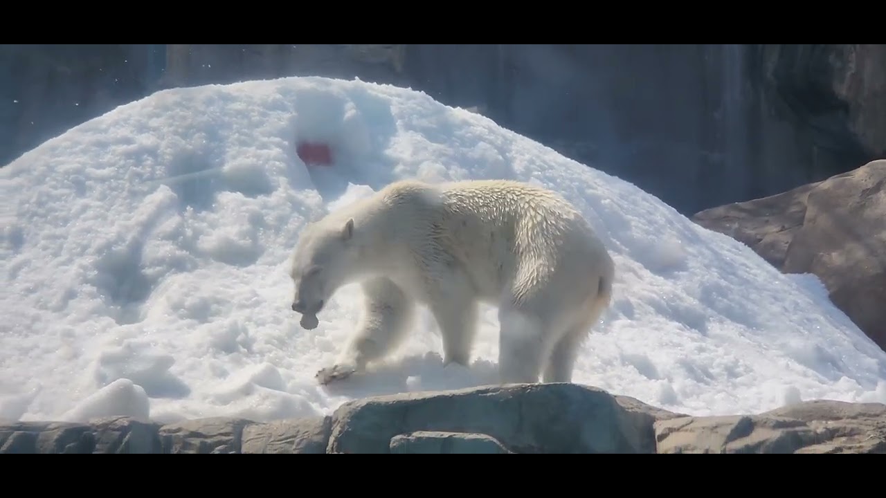 ホッキョクグマ🐻‍❄️ゆめちゃん