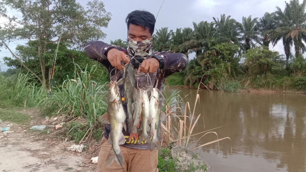 UNISEL  BAUNG KUNING