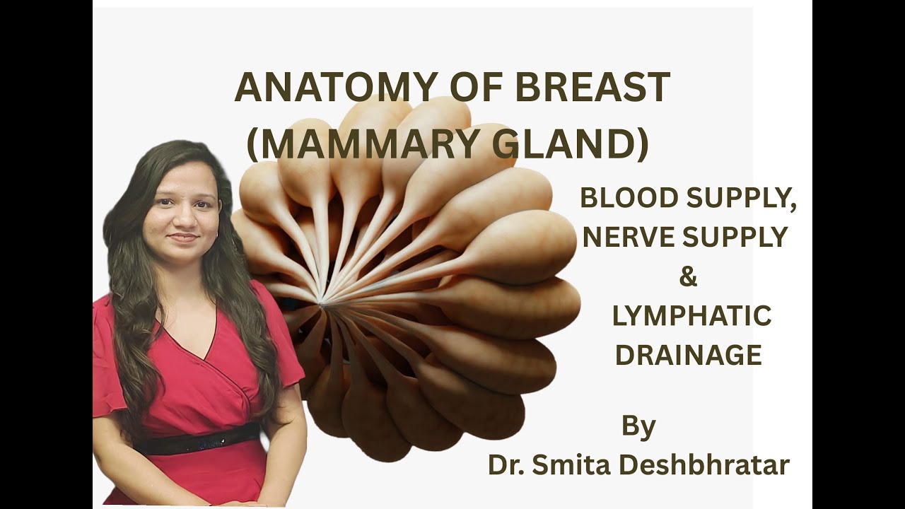 ANATOMY OF THE BREAST (PART 2) - BLOOD SUPPLY, NERVE SUPPLY & LYMPHATIC DRAINAGE