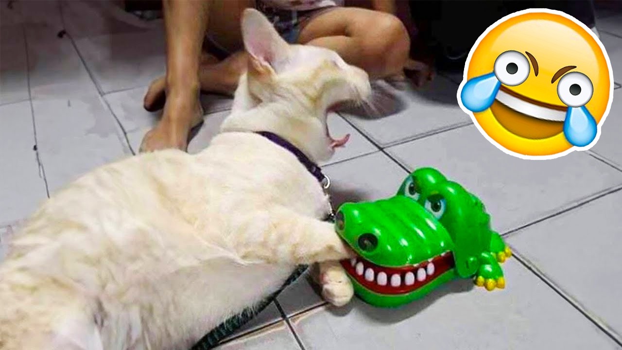 SI TE RIES PIERDES NIVEL GATITOS Y PERRITOS 😳🤣[999.99 IMPOSIBLE NO REÍRSE]😱 Videos De Risa 2026🤯