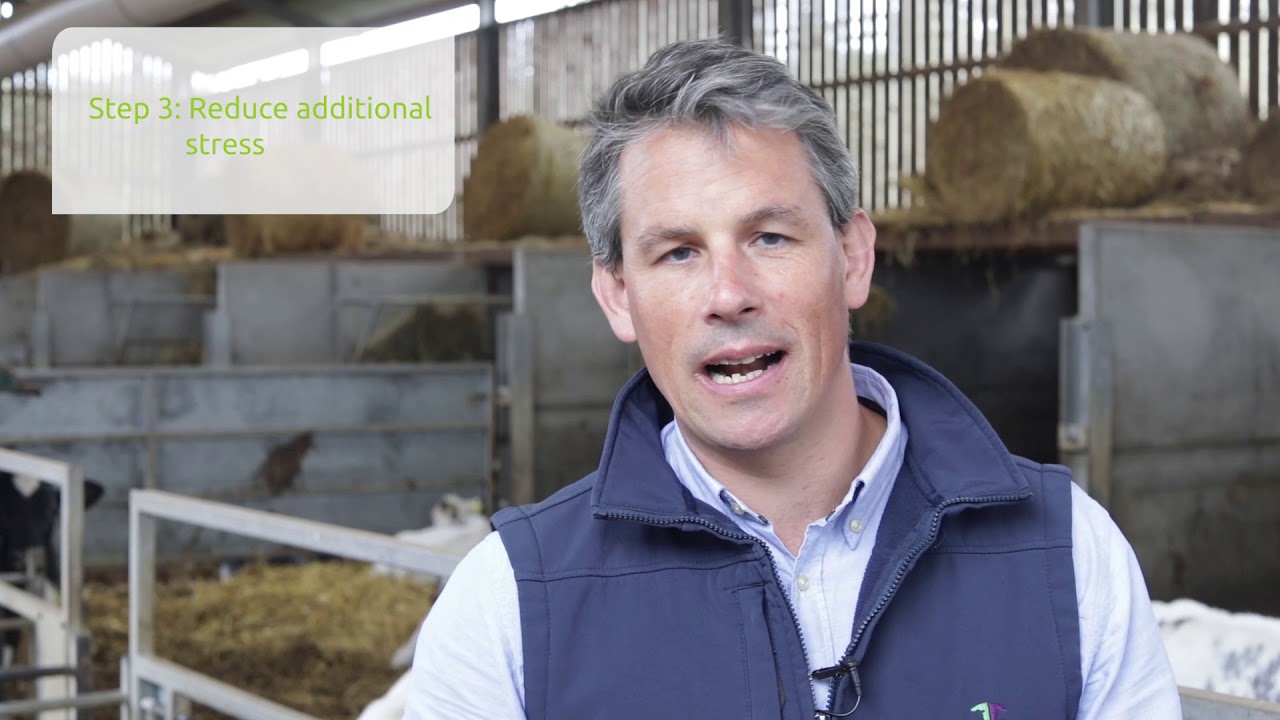 Preventing pneumonia in calves