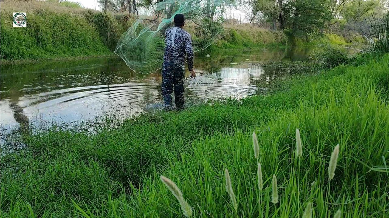 carpas gigantes tilapias gigantes y burritos se ven cardumes de tilapias en este rio