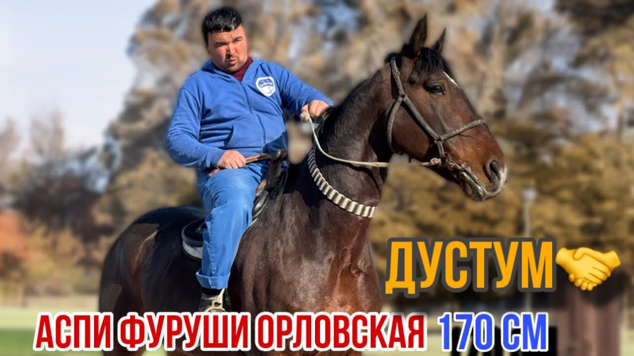 Аспи зела фасон ба тарбия Россия Орловская 14 января 2026 г.
