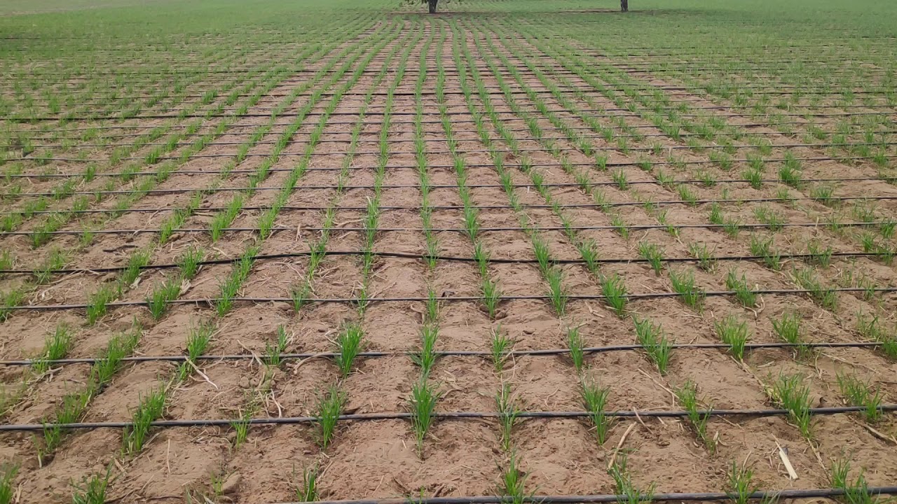 ऑर्गेनिक गेहूं ड्रिप द्वारा पूरी जानकारी 2020