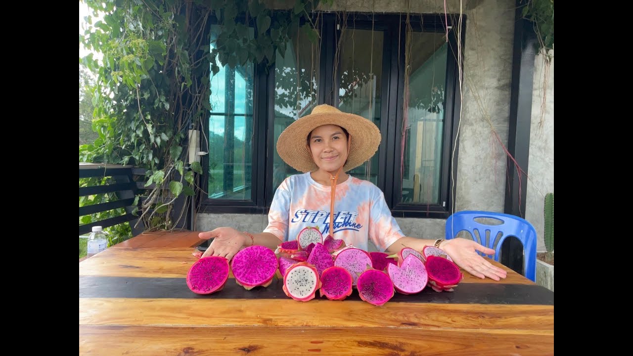 วันนี้พามาชิมแก้วมังกรสายพันธุ์ต่างประเทศ พร้อมกัน 4 สายพันธุ์ รสชาติจะเป็นอย่างไรบ้างตามไปชมครับ
