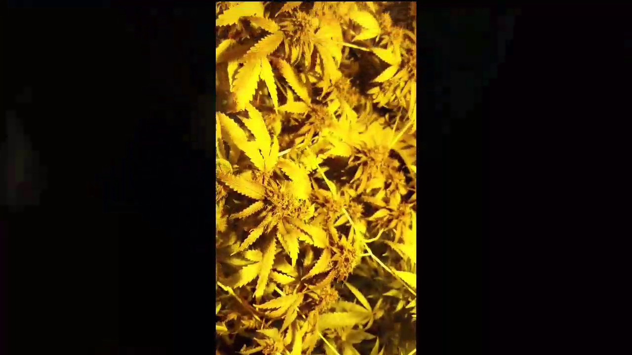 Bud candy