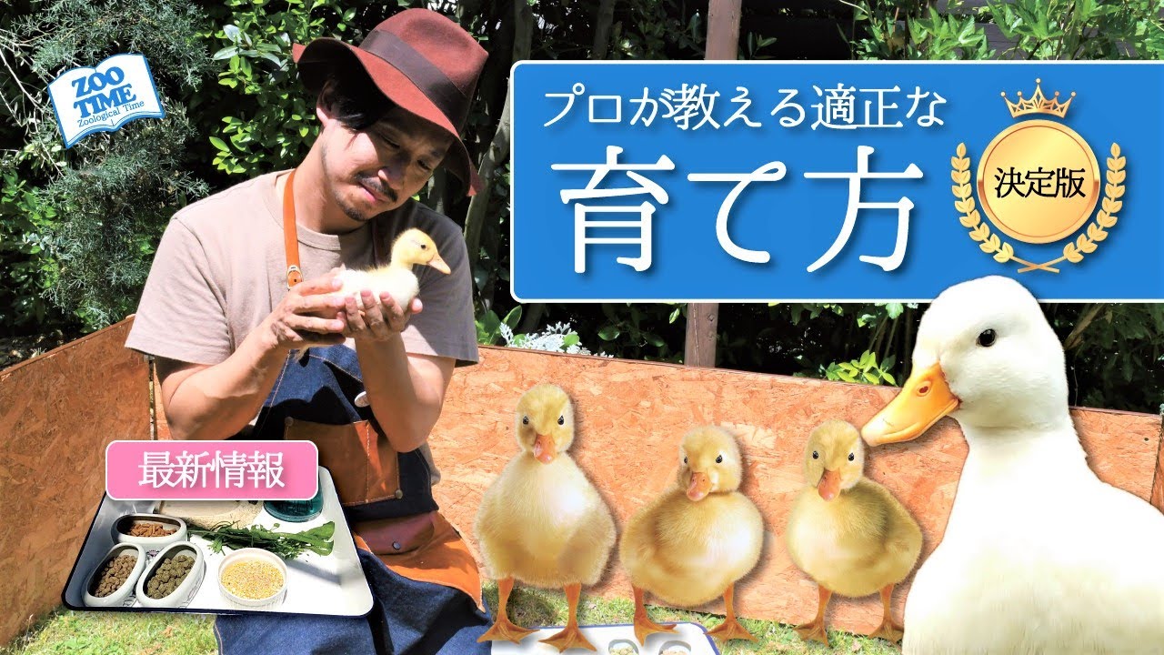 ★【コールダック育雛 完全攻略】ヒナに適正なケージ、飼育器具、餌をご紹介【最新情報満載】 　@ZOOTIMEch