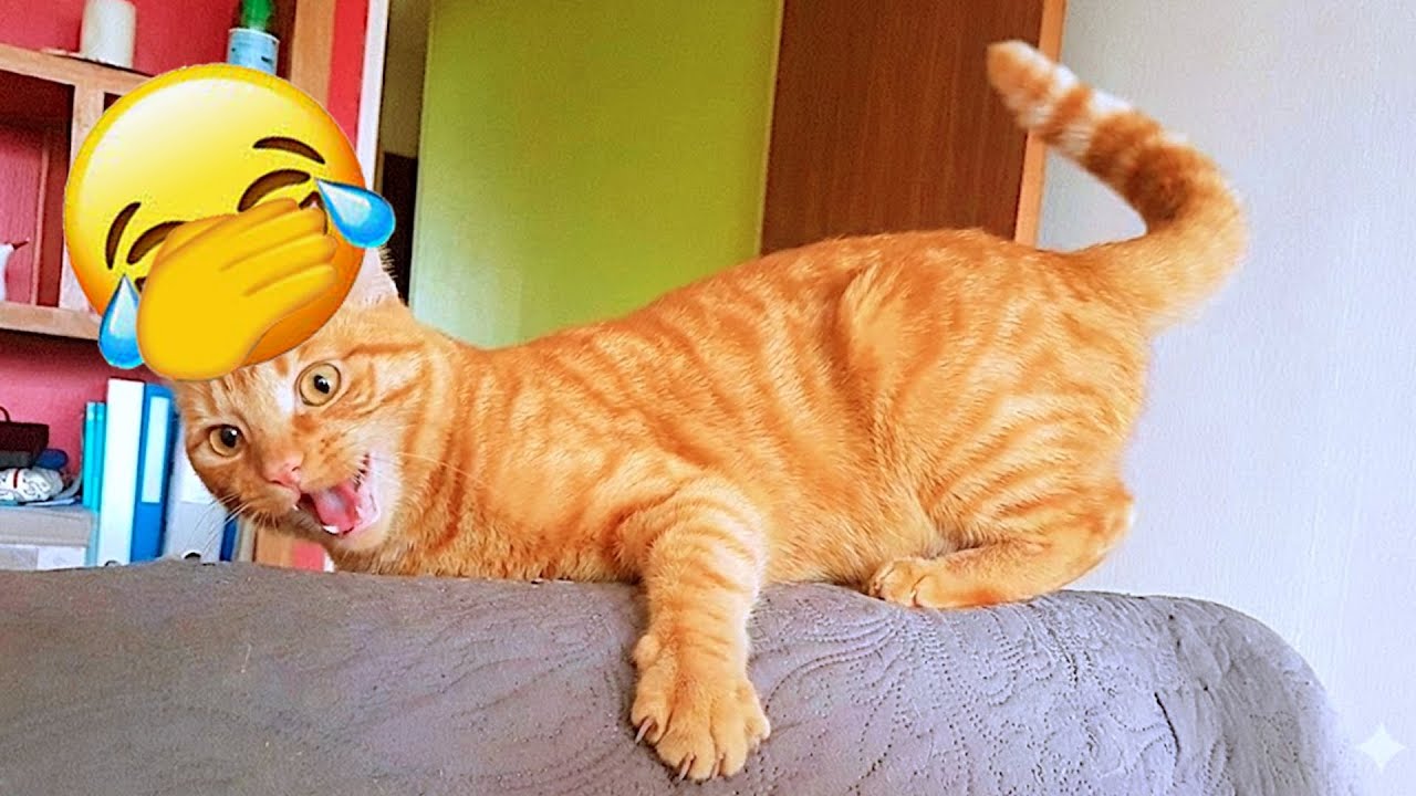 Try Not to Laugh… You’ll Fail 😹🐶 Funniest Cats & Dogs 2026 🍟 #FunnyCats #FunnyDogs