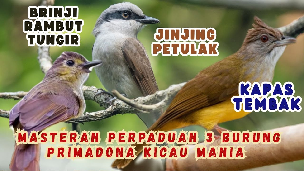 JINJING PETULAK &bull; KAPAS TEMBAK &bull; BRINJI RAMBUT TUNGIR 🔥 MASTERAN BURUNG PRIMADONA KICAU MANIA