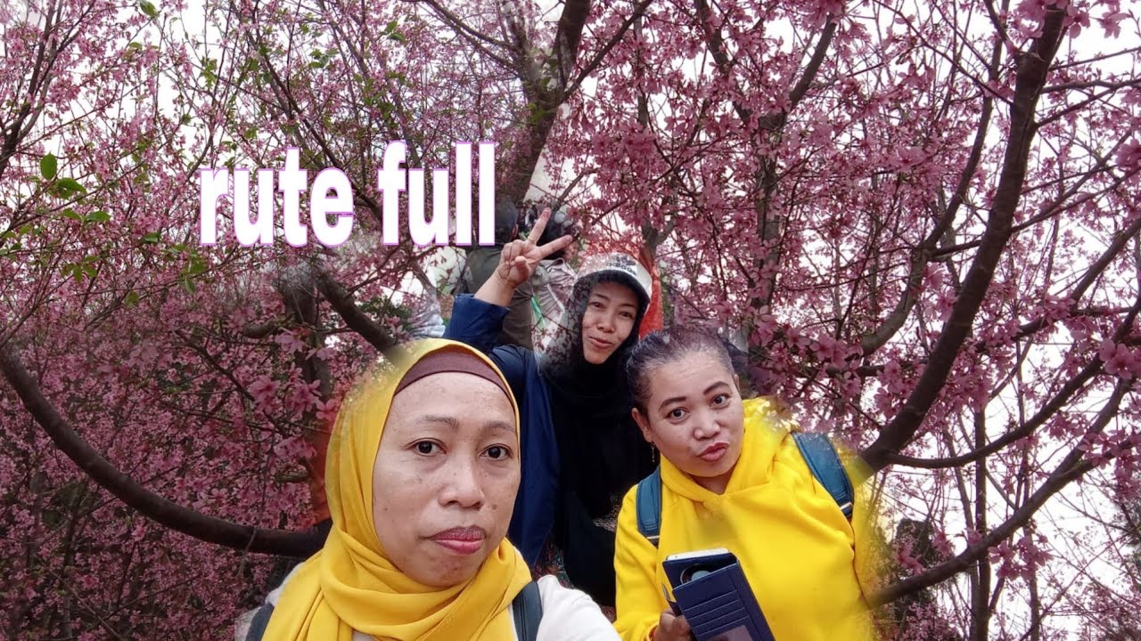 RUTE CHERRY BLOSSOM NGONGPING 360 || RUTE BUNGA SAKURA NGONGPING TUNGCHUNG HONGKONG #cherryblossom