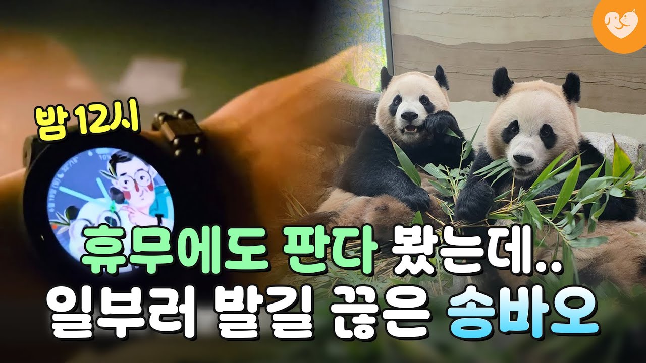 “미래까지 생각하셨나 봐” 쉬는 날에도 출근했던 송바오가 요즘 일부러 판다 보러 안 가는 이유