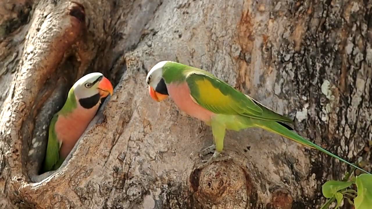 Red Breasted Parakeet_01.AVI
