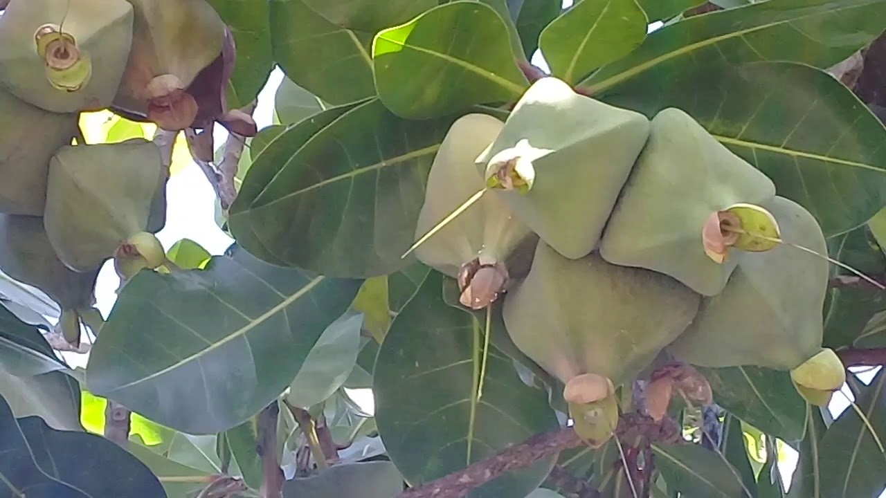 Fish Poison Tree Growing On Lagoon Road in Grenada