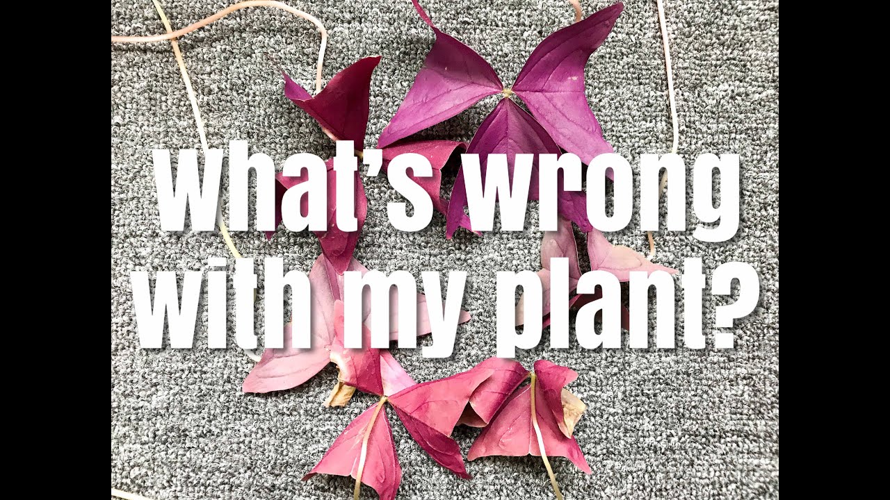 What&rsquo;s Wrong with my plant?