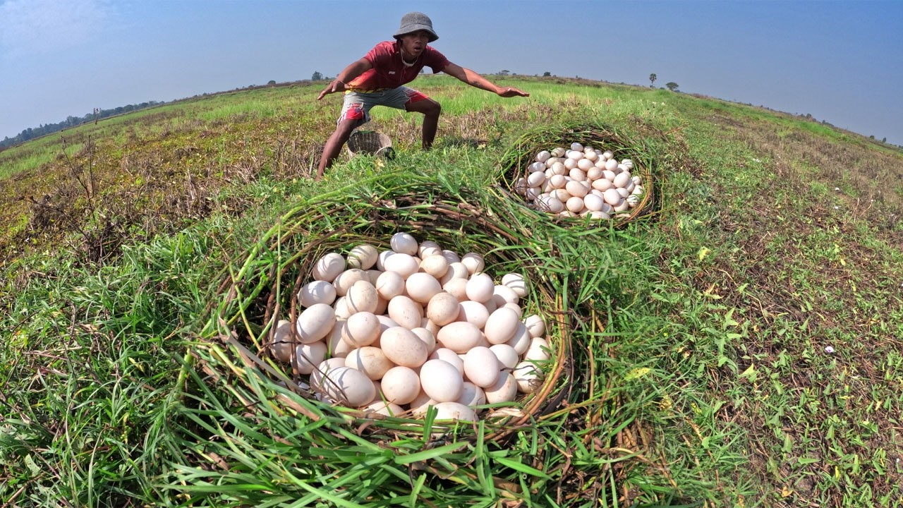 Amazing - Skills farmer pick a lot of duck eggs in grass in rice field by skills hand