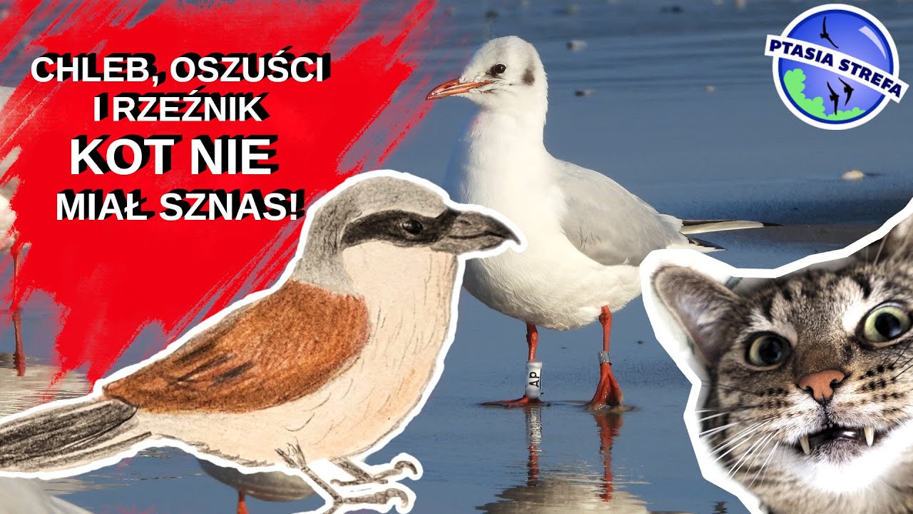 O chlebie, błędach, oszustach i kocie w tarapatach...