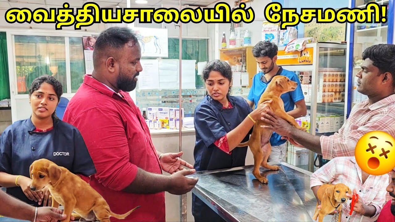 அவசர அவசரமாக வைத்தியசாலையில் நேசமணி!😵&zwj;💫 Jaffna Tamil Vlogs | Fun Vlogs | Alasteen Rock