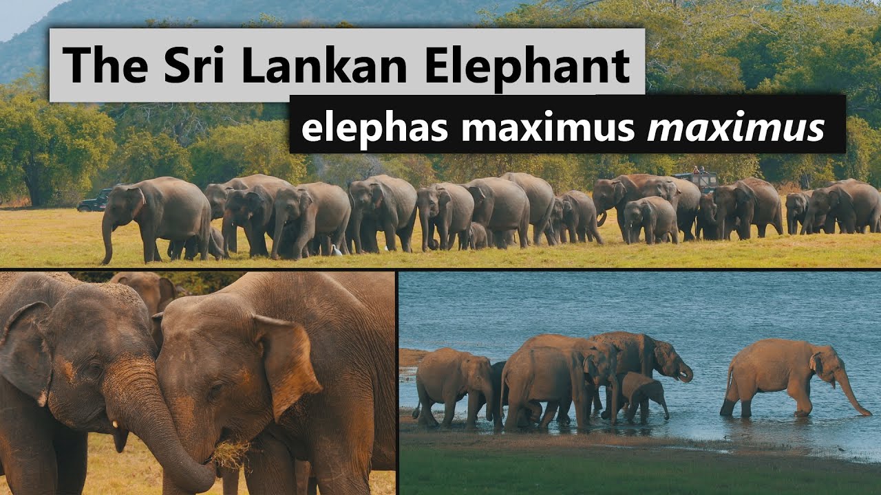 The Sri Lankan Elephant | Elephas Maximus Maximus