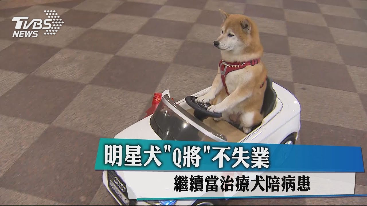 明星犬「Q將」不失業　繼續當治療犬陪病患