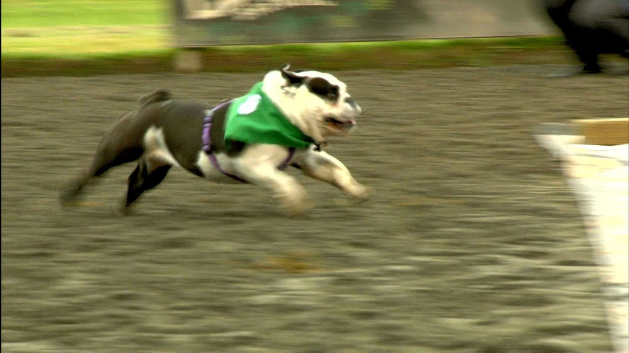 2022 Bulldog Races