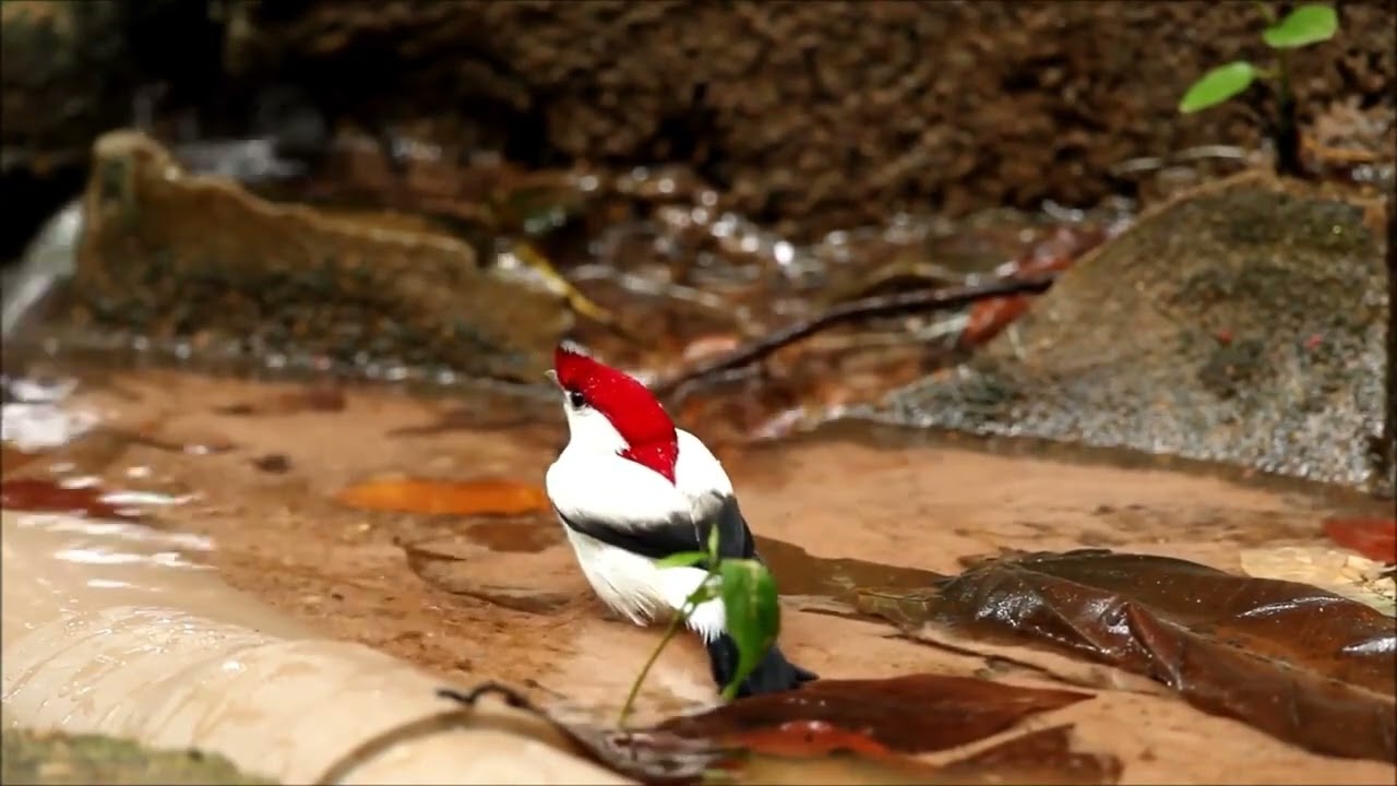Araripe Manakin Taking a Bath #birds #flybirdworld #birdsounds #wildbirds  #birdwatching #birdworld