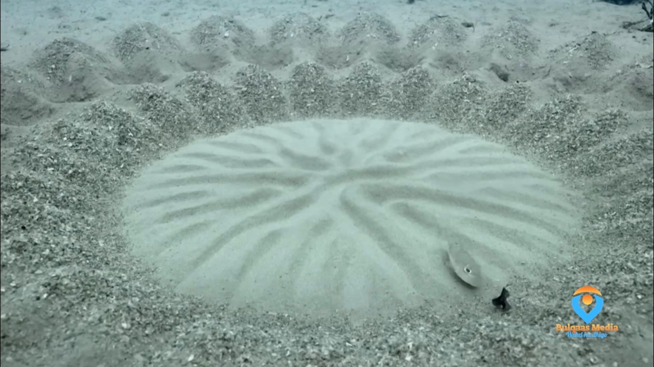 Noolaha adduunka ugu romantic san ayuu  noqday. Waa kalluun jacaylku artiste ka dhigay. Intaas oo..