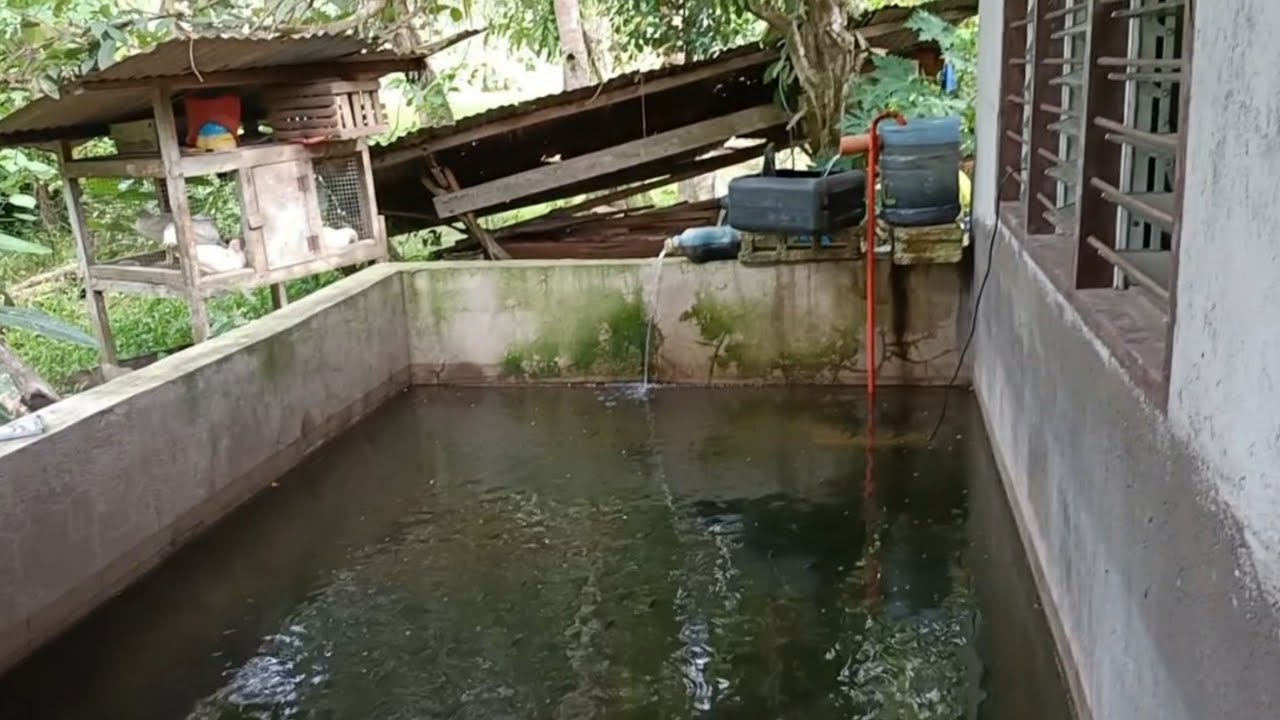 Pweding gawin sa Concrete Pond na may lamang Tilapia. (Backyard Livestock)