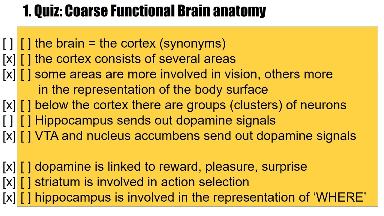 Coarse Brain Anatomy and Relation to Reinforcement Learning
