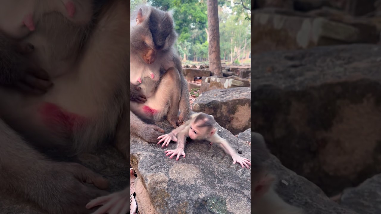 (Levy) Mom! I don&rsquo;t wanna walk yet! ✨💫 #shorts #babymonkey #newborn