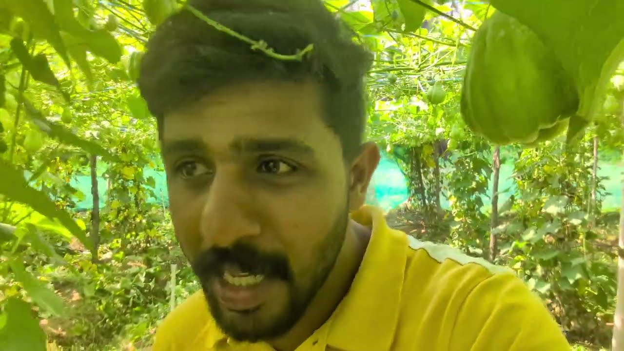കുണ്ടി കുമ്പളങ്ങ കൃഷിയുമായി യുവ കർഷക #farming #vegitables #chawchaw 