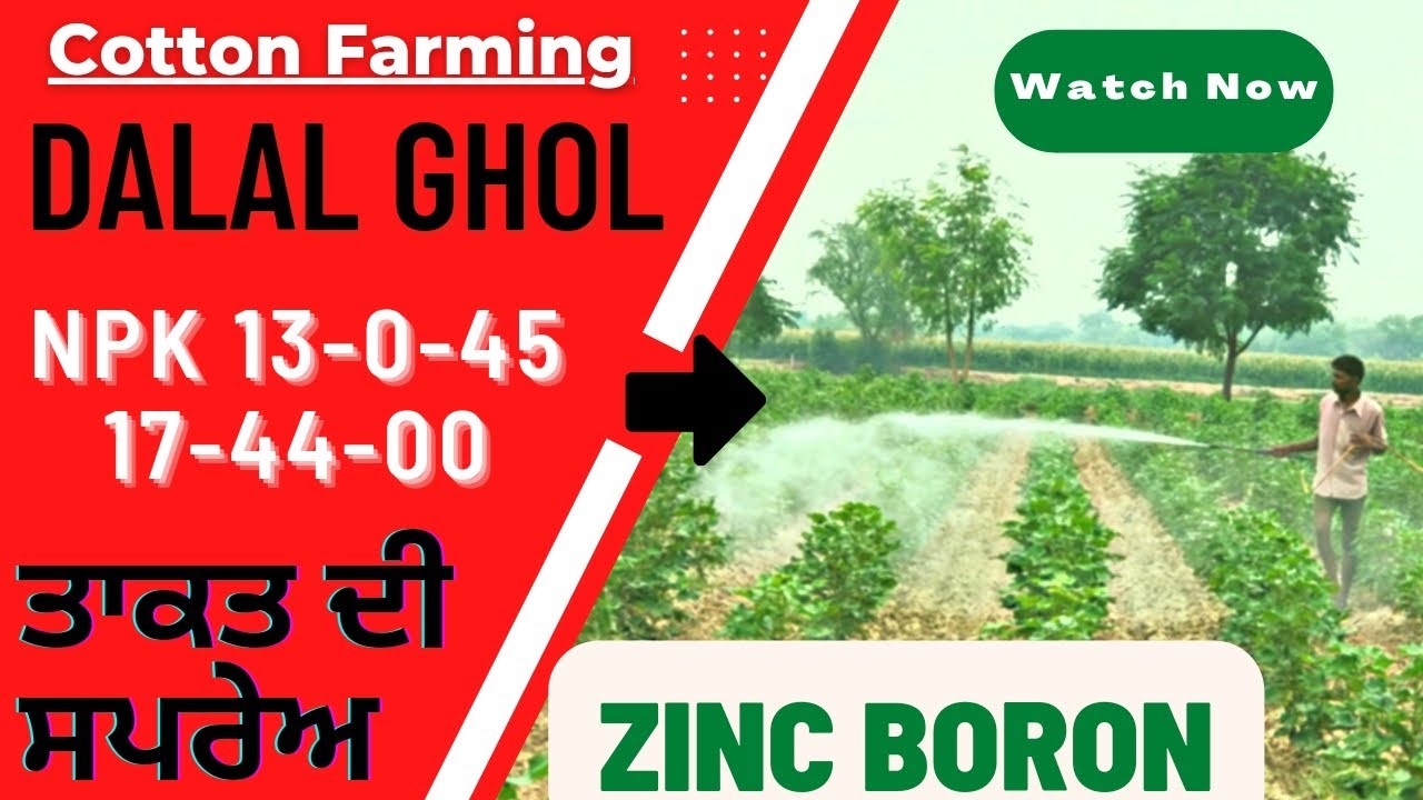 ਨਰਮੇ ਤੇ ਤਾਕਤ ਵਾਲਕਰ ਸਪਰੇਹਾਂ ਪਹਿਲਾਂ ਕਰੋ  Cotton NPK spray for better yield