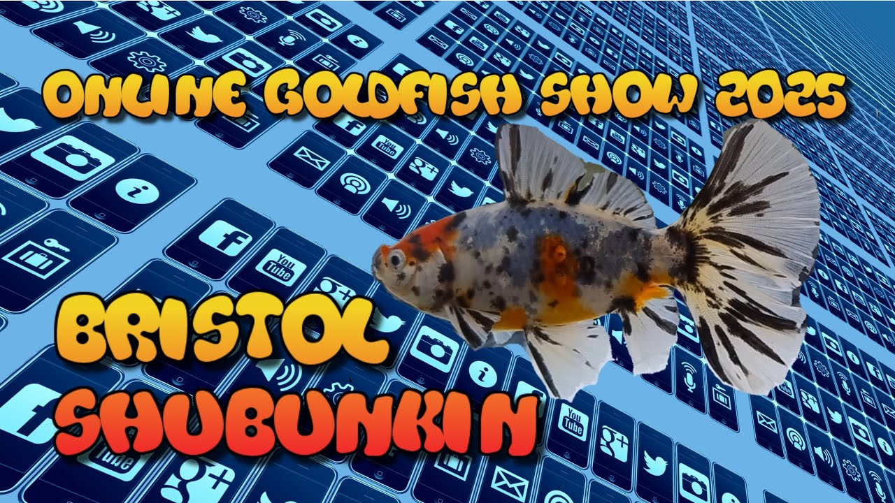 Online Goldfish Show 2025 Bristol Shubunkin Entries