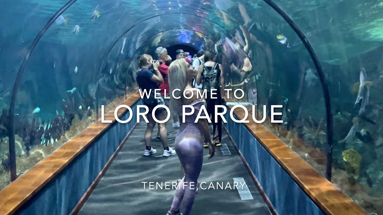 LORO PARQUE, TENERIFE, CANARY 2025, 4K