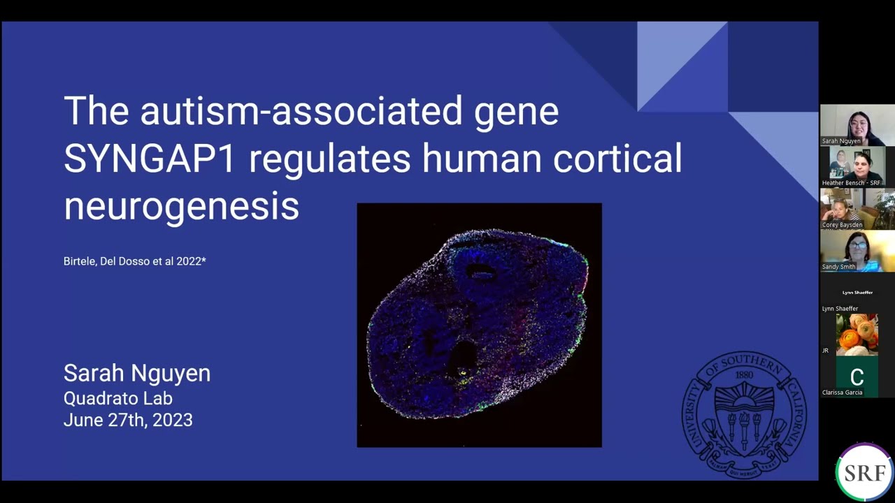The Autism Associated Gene: Syngap1 Regulates Human Cortical Neuogenesis