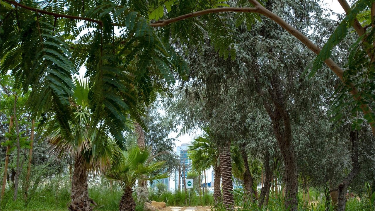 Feel like forest Abu Dhabi Park