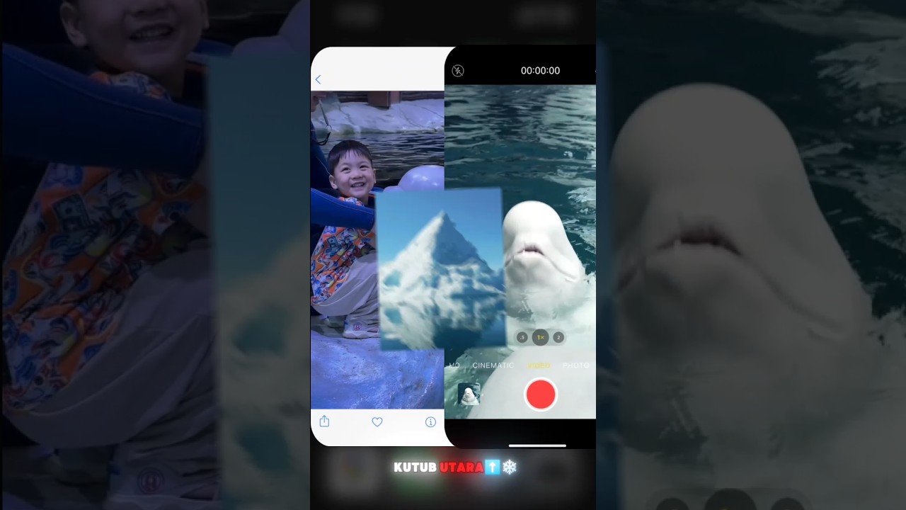 Si Lucu dari Laut Kutub!#ytshorts #paus #beluga #lucu #faktamenarik
